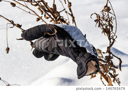 Lost black winter glove, snow-dusted, snagged on dry withered branches. A solitary item in a crisp, bright winter landscape Lost black winter glove, snow-dusted, snagged on dry withered branches. A solitary item in a crisp, bright winter landscape 140765679