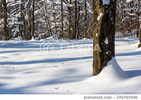 Bright winter day in the snowy woods. Sunlight highlights the bark of a large tree and deep snow drifts 140765696