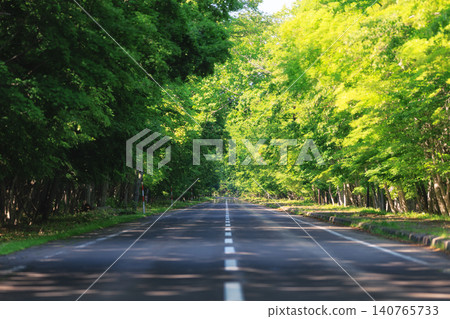 一條筆直的道路，兩旁綠樹成蔭。 140765733