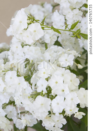 Close Up of White Phlox Flowers Close Up of White Phlox Flowers 140765735