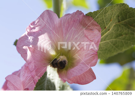 Close Up of a Bumblebee in a Pink Hollyhock Flower Close Up of a Bumblebee in a Pink Hollyhock Flower 140765809