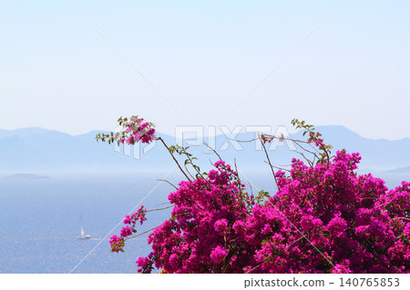 Beautiful flowers blooming in the garden, Bodrum Turkey Beautiful flowers blooming in the garden, Bodrum Turkey 140765853