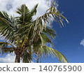 Palm trees shining in the blue sky 140765900