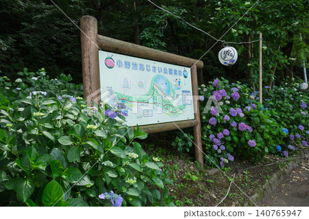 群馬縣澀川市大野池繡球花公園 群馬縣澀川市大野池繡球花公園 140765947