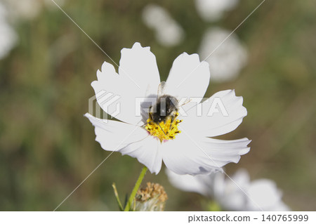 Close Up of a Bee on a White Cosmos Flower Close Up of a Bee on a White Cosmos Flower 140765999