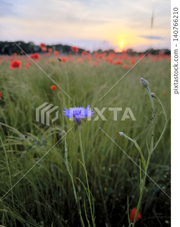 A solitary blue cornflower against the backdrop of a poppy field at sunset. A solitary blue cornflower against the backdrop of a poppy field at sunset. 140766210
