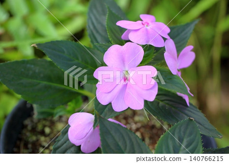 可愛的鳳仙花,非洲香脂 可愛的鳳仙花,非洲香脂 140766215