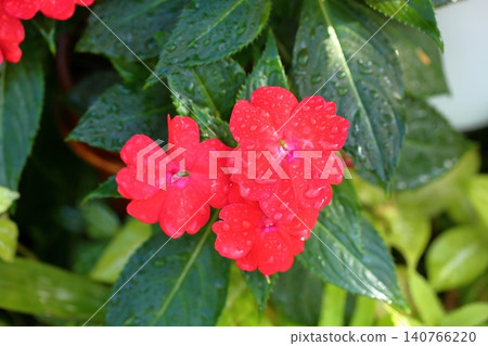 艷麗的鳳仙花,非洲香脂 艷麗的鳳仙花,非洲香脂 140766220