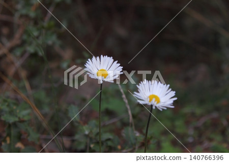 Beautiful flowers blooming in the garden, Bodrum Turkey Beautiful flowers blooming in the garden, Bodrum Turkey 140766396