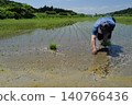 Japanese rice paddies where rice is planted by hand. 140766436