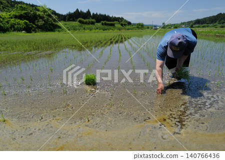 日本的稻田,水稻是手工種植的。 日本的稻田,水稻是手工種植的。 140766436