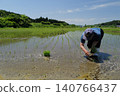 Japanese rice paddies where rice is planted by hand. 140766437