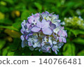 A close-up of beautiful hydrangeas shining in the early summer light. 140766481