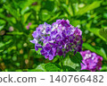 Beautiful purple hydrangeas bathed in the early summer sunlight. A scene reminiscent of the rainy season. 140766482