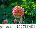 Vibrant pink and yellow dahlias, a summer to autumn garden, natural bokeh background material. 140766484