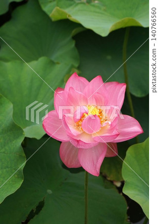 Lotus flower, June 2026 Lotus flower, June 2026 140766560