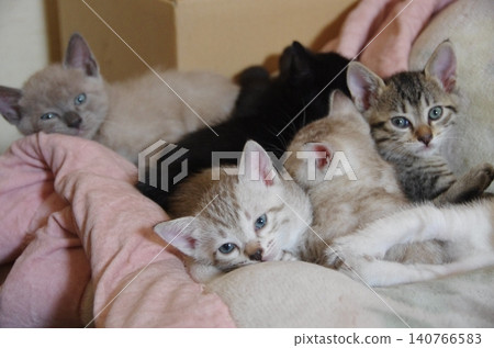 A kitten wakes up A kitten wakes up 140766583