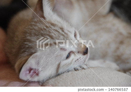 一隻白色虎斑小貓正在打盹兒 一隻白色虎斑小貓正在打盹兒 140766587