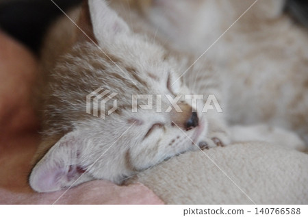 A white tabby kitten taking a nap A white tabby kitten taking a nap 140766588