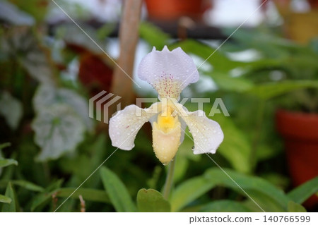 Orchid flower, Paphiopedilum, women's slippers 140766599