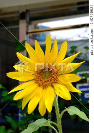 Bright Yellow Sunflower Blooming with Green Leaves in Garden Bright Yellow Sunflower Blooming with Green Leaves in Garden 140766625