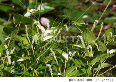 中華金絲桃（Saururus chinensis）的穗狀花 - 2026年6月 140766645