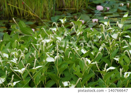 The spike-like flowers of Saururus chinensis - June 2026 The spike-like flowers of Saururus chinensis - June 2026 140766647