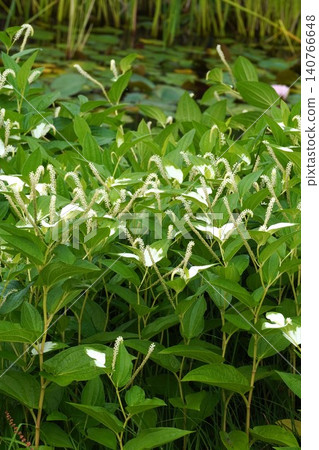 The spike-like flowers of Saururus chinensis - June 2026 The spike-like flowers of Saururus chinensis - June 2026 140766648