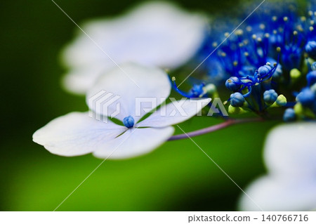 Blue flowers blooming in the rainy season Hydrangea flowers 140766716