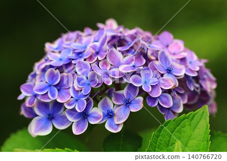 Blue hydrangea Blue hydrangea 140766720