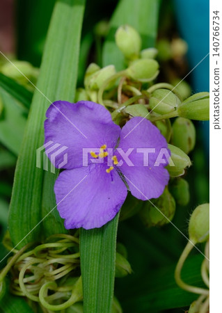Purple Spiderwort Flower with Green Leaves Purple Spiderwort Flower with Green Leaves 140766734