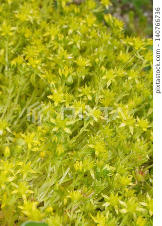 景天屬植物 景天屬植物 140766736