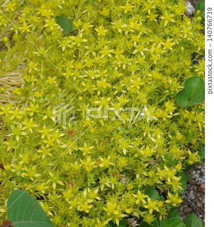 景天屬植物 140766739