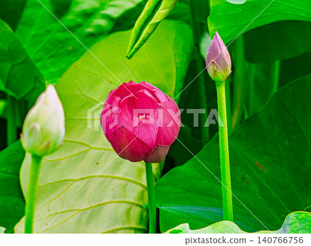 unfolding lotus bud unfolding lotus bud 140766756