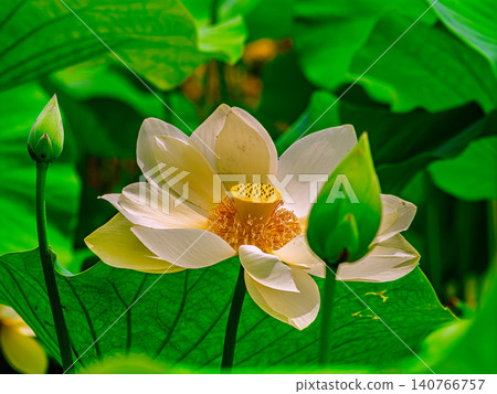 White Lotus Flower White Lotus Flower 140766757