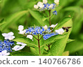 A bee that stops hydrangea 140766786