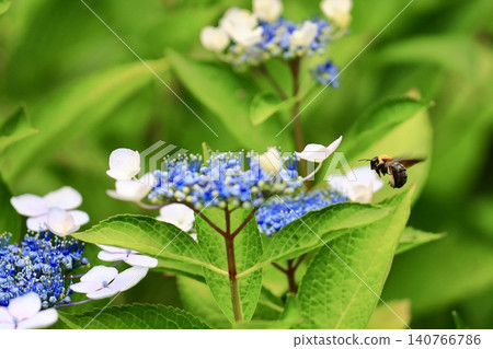 一隻停止繡球花的蜜蜂 一隻停止繡球花的蜜蜂 140766786