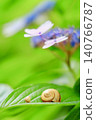 Hydrangea flowers and snails 140766787