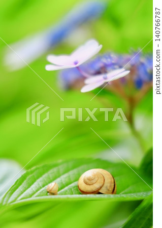 繡球花和蝸牛 繡球花和蝸牛 140766787