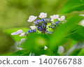 Hydrangeas soaked in the rain of the rainy season 140766788