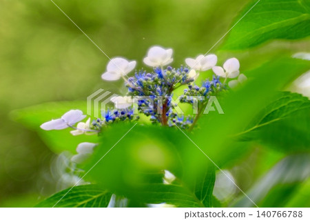 Hydrangeas soaked in the rain of the rainy season Hydrangeas soaked in the rain of the rainy season 140766788