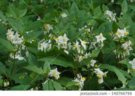 Nightshade flower - June 2026 Nightshade flower - June 2026 140766799