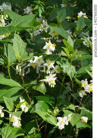 Nightshade flower - June 2026 Nightshade flower - June 2026 140766800