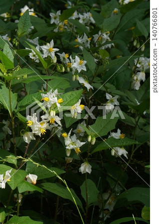 Nightshade flower - June 2026 Nightshade flower - June 2026 140766801