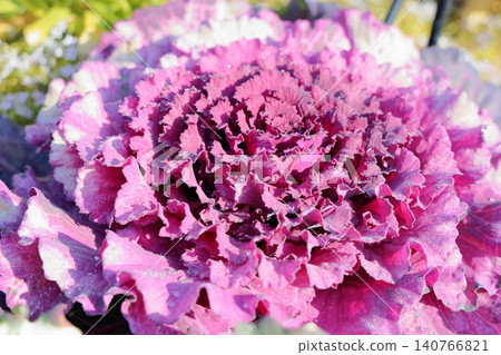 Vibrant ornamental cabbage flowers Vibrant ornamental cabbage flowers 140766821