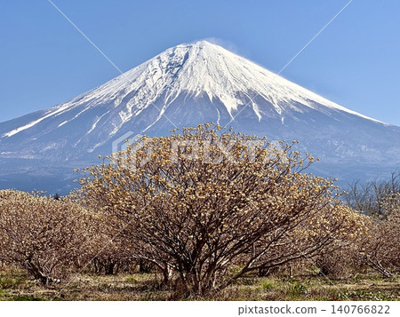 透過白千層灌木叢看到的富士山 透過白千層灌木叢看到的富士山 140766822