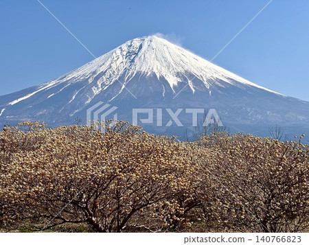 Mitsumata and Mt. Fuji Mitsumata and Mt. Fuji 140766823