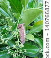 Bagworm with a small larva protruding 140766877
