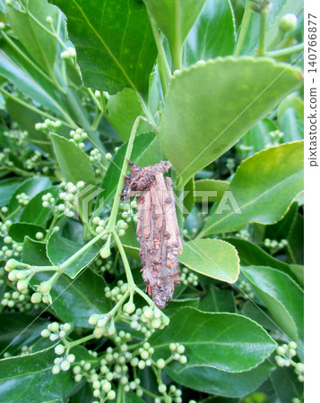 Bagworm with a small larva protruding 140766877