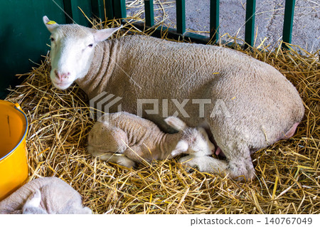 Young lamb suckling milk in farm Young lamb suckling milk in farm 140767049